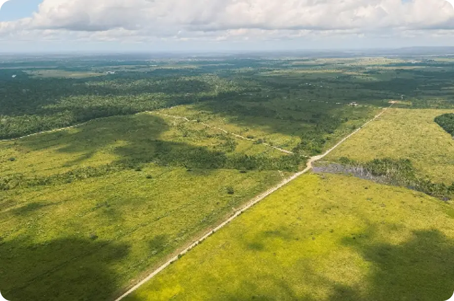 Vista aérea de área de floresta e vegetação preservada.