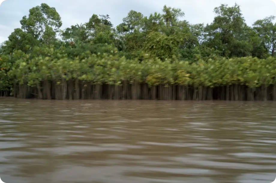 Área de vegetação alagada do Pantanal