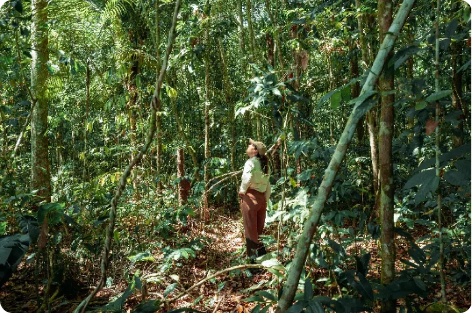 Pessoa caminha entre árvores e vegetação densa em ambiente florestal.