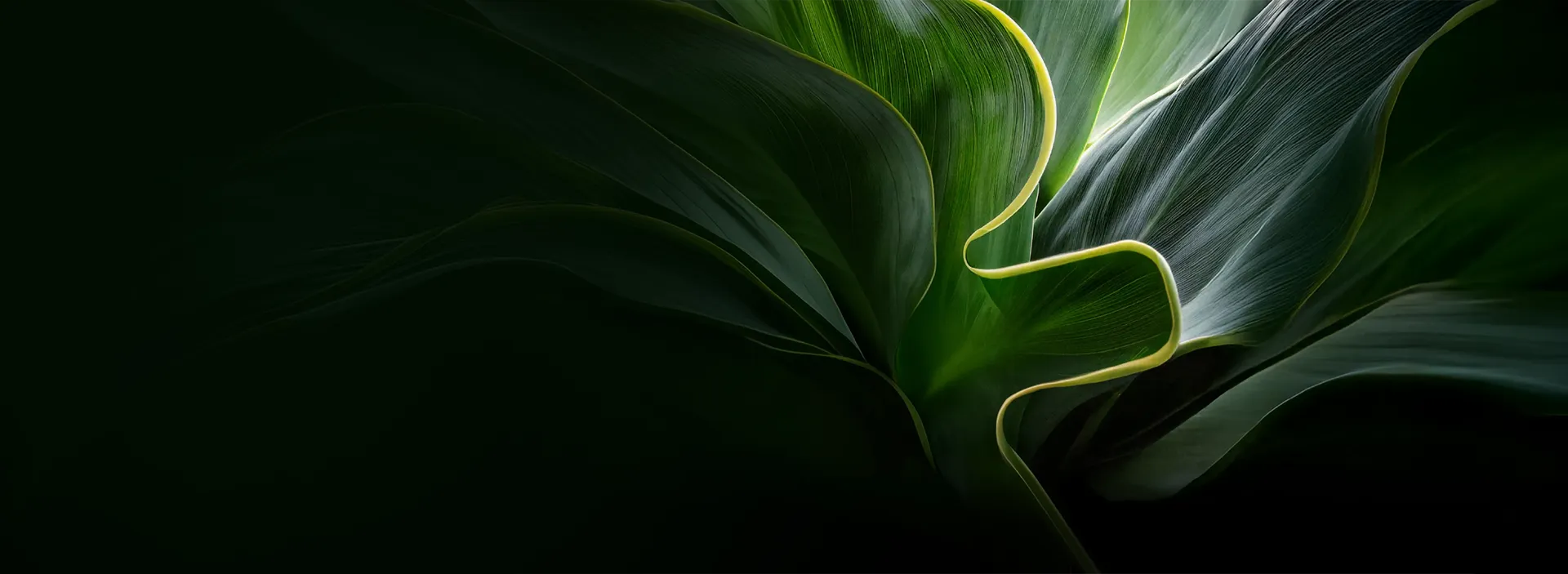 Folhas verdes em composição abstrata representam sustentabilidade e clima.