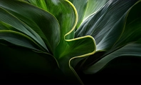 Folhas verdes em composição abstrata representam sustentabilidade e clima.